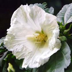 Hibiscus Blanc / Hibiscus alba
